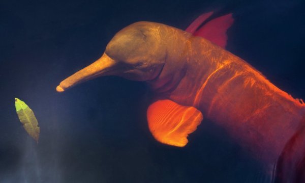 Boto - Flutuante Boto Amazônico