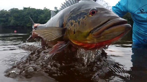 Pesca Esportiva - Pousada Mirante do Uatumã