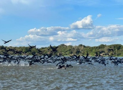 CUNIÃ - Revoada dos biguás lago grande