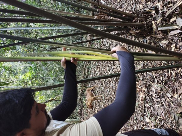 CUNIÃ - TRILHA DO PALHALZINHO - NÚCLEO SILVA LOPES e ARAÚJO - Vivência Beradeira