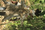 Aldeia Uapo (Aldeia Uapo)